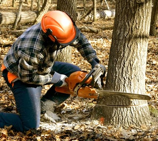Tree Removal in Grenloch, NJ